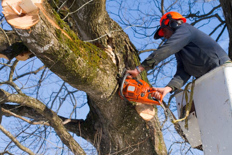 Hickory Tree Removal in San Jose, CA