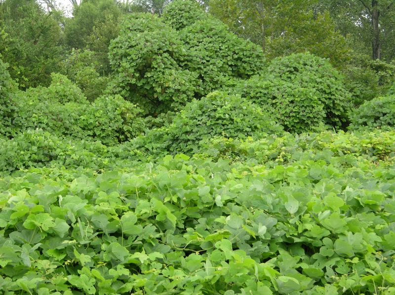 Kudzu Removal
