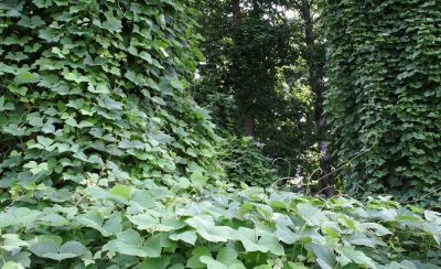 Kudzu Gets Out of Control if Not Addressed