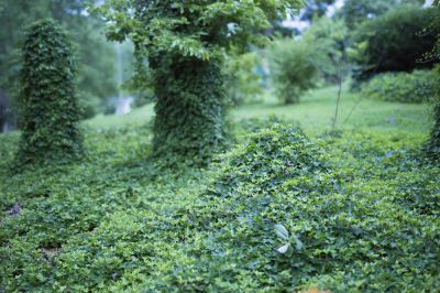 Get Kudzu Removed from Your Property