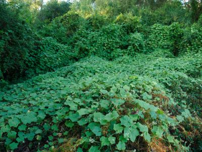 Kudzu is Invasive and Aggressive