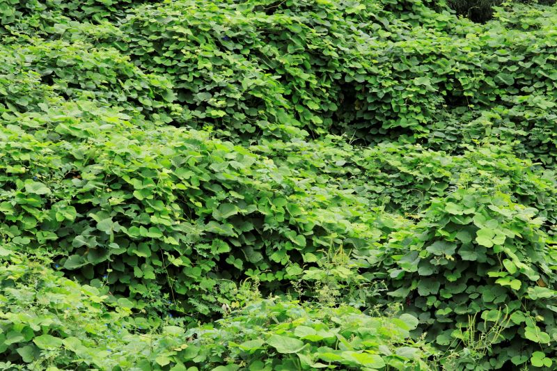 Contact About Kudzu Removal